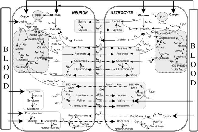 Neuron and astrocyte metabolic pathways