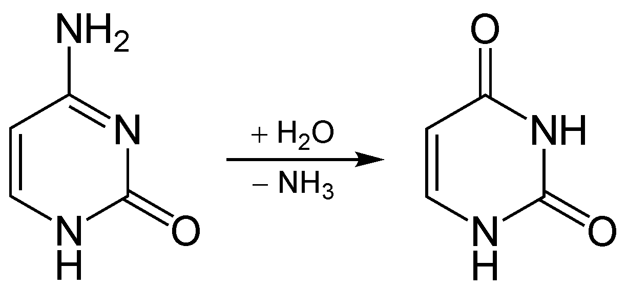 Cytosine deaminates to uracil