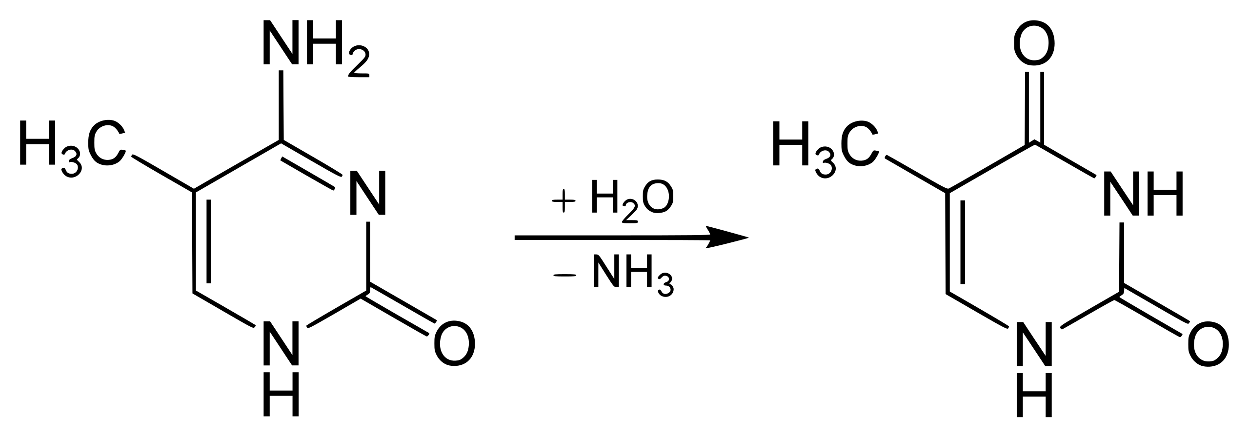 5-methylcytosine deaminates to thymine