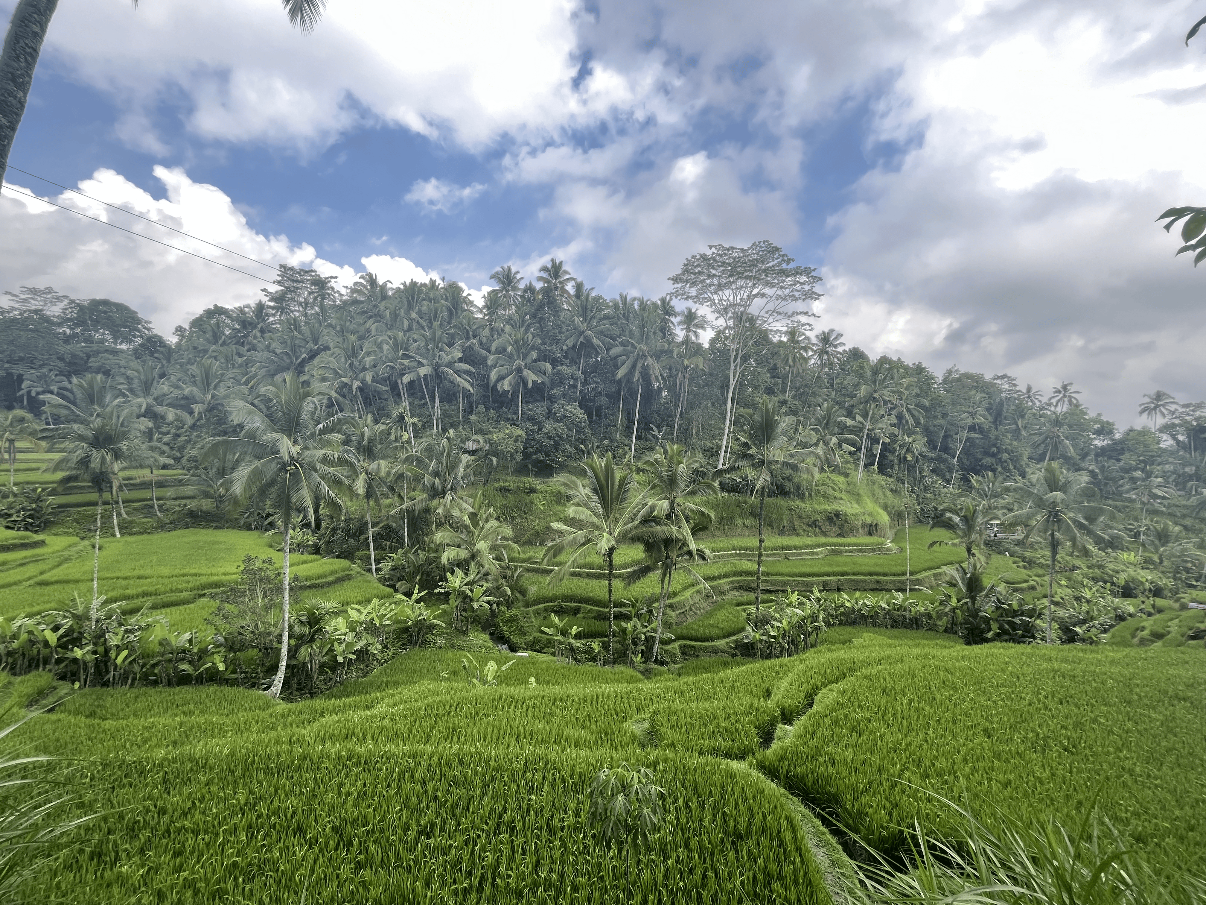 rice paddies